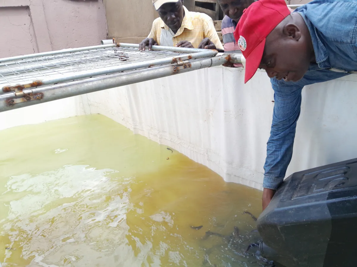 Aquaculture: Releasing Fingerlings