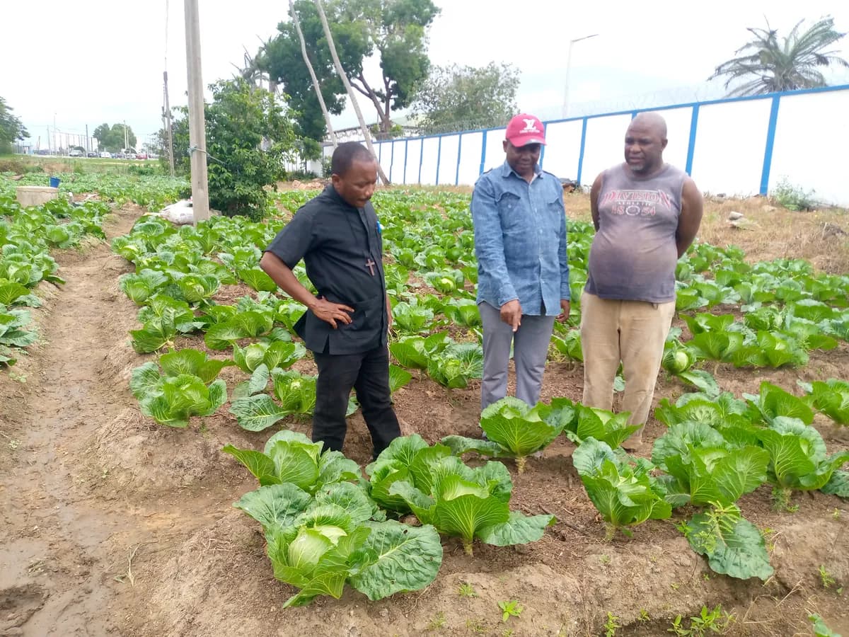 Cabbage Field Inspection