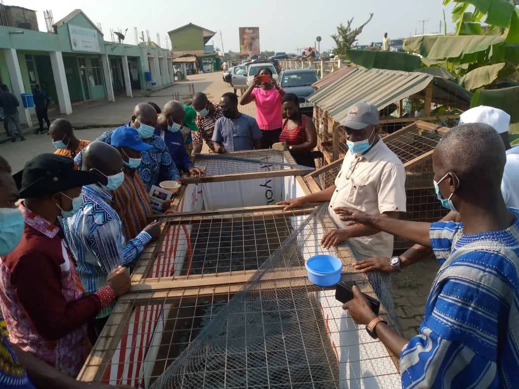 Snail Farming Cages