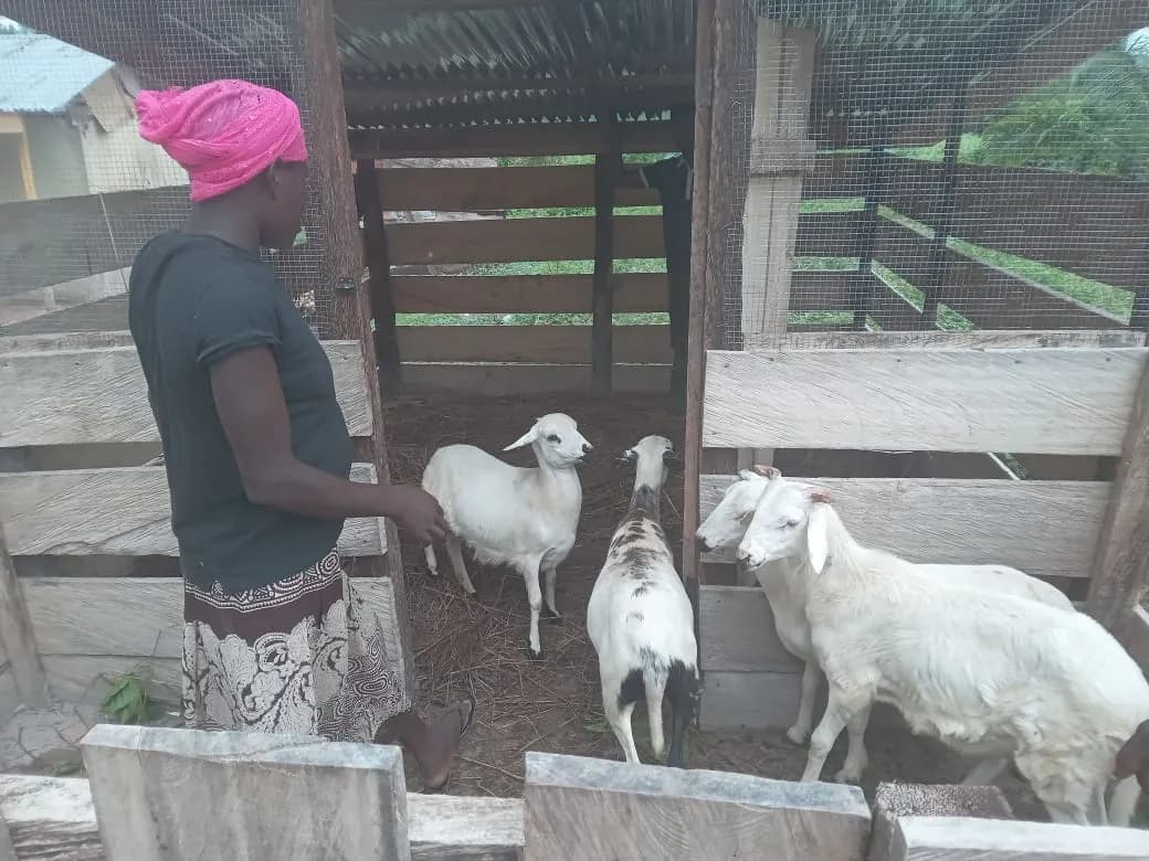 Ruminants: Livestock Rearing
